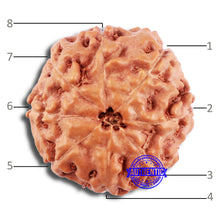 Load image into Gallery viewer, 8 Mukhi Rudraksha from Indonesia - Bead No. 230