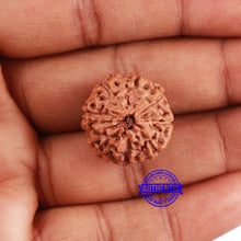 Load image into Gallery viewer, 8 Mukhi Rudraksha from Indonesia - Bead No. 230