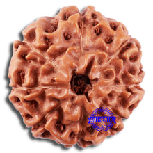Load image into Gallery viewer, 8 Mukhi Rudraksha from Indonesia - Bead No. 234