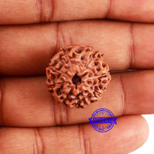 Load image into Gallery viewer, 8 Mukhi Rudraksha from Indonesia - Bead No. 234