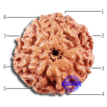 Load image into Gallery viewer, 8 Mukhi Rudraksha from Indonesia - Bead No. 2