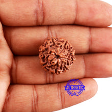Load image into Gallery viewer, 8 Mukhi Rudraksha from Indonesia - Bead No. 5
