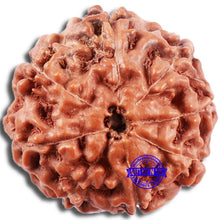 Load image into Gallery viewer, 8 Mukhi Rudraksha from Indonesia - Bead No. 6