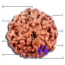 Load image into Gallery viewer, 8 Mukhi Rudraksha from Indonesia - Bead No. 6