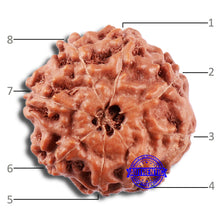 Load image into Gallery viewer, 8 Mukhi Rudraksha from Indonesia - Bead No. 7