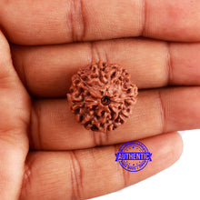 Load image into Gallery viewer, 8 Mukhi Rudraksha from Indonesia - Bead No. 7