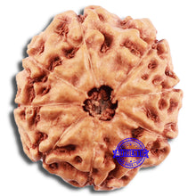 Load image into Gallery viewer, 8 Mukhi Rudraksha from Indonesia - Bead No. 8