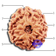 Load image into Gallery viewer, 8 Mukhi Rudraksha from Indonesia - Bead No. 8