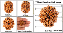 Load image into Gallery viewer, 8 Mukhi Nepalese Rudraksha - Bead No. 107