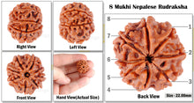Load image into Gallery viewer, 8 Mukhi Nepalese Rudraksha - Bead No. 119