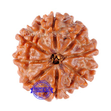 Load image into Gallery viewer, 8 Mukhi Nepalese Rudraksha - Bead No. 121