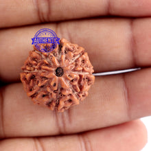 Load image into Gallery viewer, 8 Mukhi Rudraksha from Indonesia - Bead No. 161