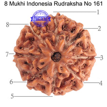 Load image into Gallery viewer, 8 Mukhi Rudraksha from Indonesia - Bead No. 161