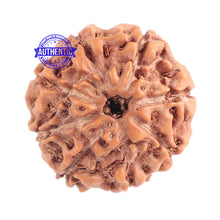 Load image into Gallery viewer, 8 Mukhi Rudraksha from Indonesia - Bead No. 176