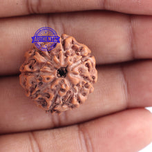 Load image into Gallery viewer, 8 Mukhi Rudraksha from Indonesia - Bead No. 176