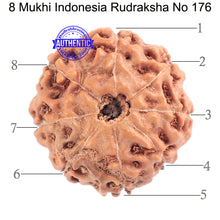 Load image into Gallery viewer, 8 Mukhi Rudraksha from Indonesia - Bead No. 176