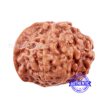 Load image into Gallery viewer, 8 Mukhi Indonesian Ganesh Rudraksha - Bead No. 1