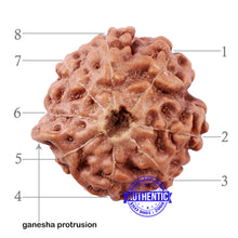 Load image into Gallery viewer, 8 Mukhi Indonesian Ganesh Rudraksha - Bead No. 1