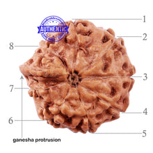 Load image into Gallery viewer, 8 Mukhi Indonesian Ganesh Rudraksha - Bead No. 2