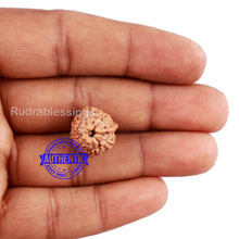 Load image into Gallery viewer, 8 Mukhi Indonesian Ganesh Rudraksha - Bead No. 3
