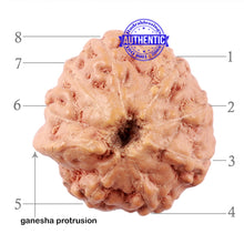 Load image into Gallery viewer, 8 Mukhi Indonesian Ganesh Rudraksha - Bead No. 3