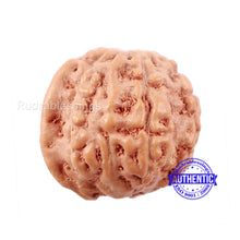 Load image into Gallery viewer, 8 Mukhi Indonesian Ganesh Rudraksha - Bead No. 3