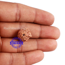Load image into Gallery viewer, 8 Mukhi Indonesian Ganesh Rudraksha - Bead No. 4