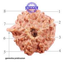 Load image into Gallery viewer, 8 Mukhi Indonesian Ganesh Rudraksha - Bead No. 5