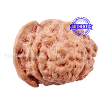 Load image into Gallery viewer, 8 Mukhi Indonesian Ganesh Rudraksha - Bead No. 6