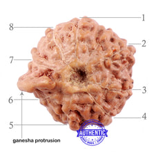 Load image into Gallery viewer, 8 Mukhi Indonesian Ganesh Rudraksha - Bead No. 6