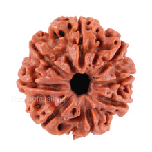 Load image into Gallery viewer, 8 Mukhi Nepalese Rudraksha - Bead No. 44