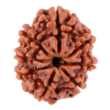 Load image into Gallery viewer, 8 Mukhi Nepalese Rudraksha - Bead No. 51