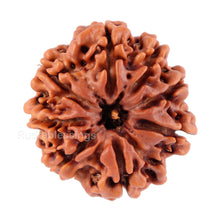 Load image into Gallery viewer, 8 Mukhi Nepalese Rudraksha - Bead No. 52