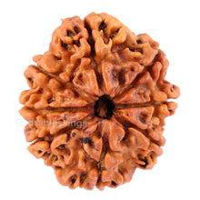 Load image into Gallery viewer, 8 Mukhi Nepalese Rudraksha - Bead No. 53