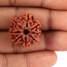 Load image into Gallery viewer, 8 Mukhi Nepalese Rudraksha - Bead No. 33