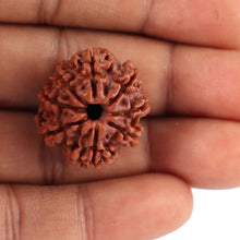 Load image into Gallery viewer, 8 Mukhi Nepalese Rudraksha - Bead No. 36