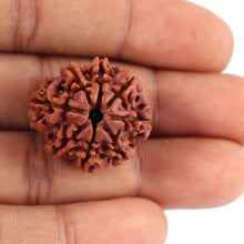 Load image into Gallery viewer, 8 Mukhi Nepalese Rudraksha - Bead No. 38