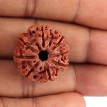 Load image into Gallery viewer, 8 Mukhi Nepalese Rudraksha - Bead No. 44