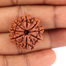 Load image into Gallery viewer, 8 Mukhi Nepalese Rudraksha - Bead No. 45