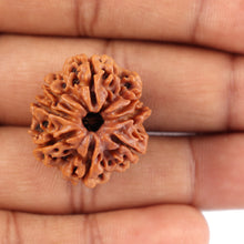 Load image into Gallery viewer, 8 Mukhi Nepalese Rudraksha - Bead No. 47