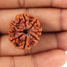 Load image into Gallery viewer, 8 Mukhi Nepalese Rudraksha - Bead No. 48