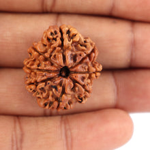 Load image into Gallery viewer, 8 Mukhi Nepalese Rudraksha - Bead No. 53
