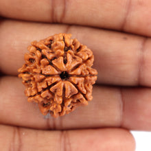 Load image into Gallery viewer, 8 Mukhi Nepalese Rudraksha - Bead No. 54