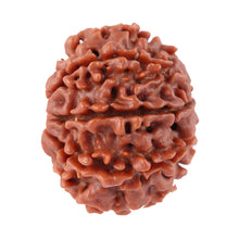 Load image into Gallery viewer, 8 Mukhi Nepalese Rudraksha - Bead No. 36