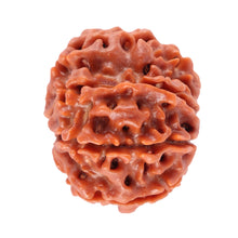 Load image into Gallery viewer, 8 Mukhi Nepalese Rudraksha - Bead No. 31