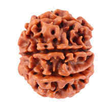 Load image into Gallery viewer, 8 Mukhi Nepalese Rudraksha - Bead No. 32