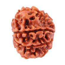 Load image into Gallery viewer, 8 Mukhi Nepalese Rudraksha - Bead No. 33