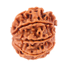 Load image into Gallery viewer, 8 Mukhi Nepalese Rudraksha - Bead No. 39