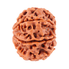 Load image into Gallery viewer, 8 Mukhi Nepalese Rudraksha - Bead No. 41