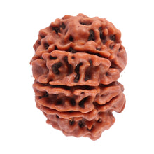 Load image into Gallery viewer, 8 Mukhi Nepalese Rudraksha - Bead No. 43
